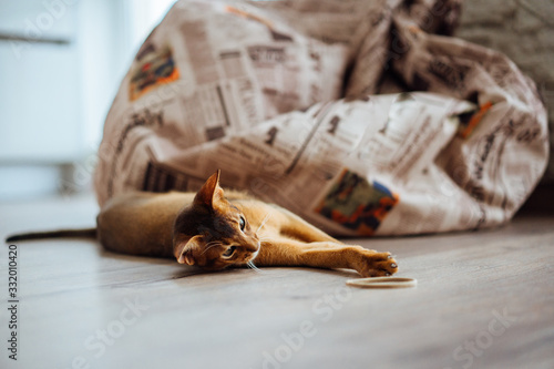 Young ruddy abyssinian cat having reest on the floor photo