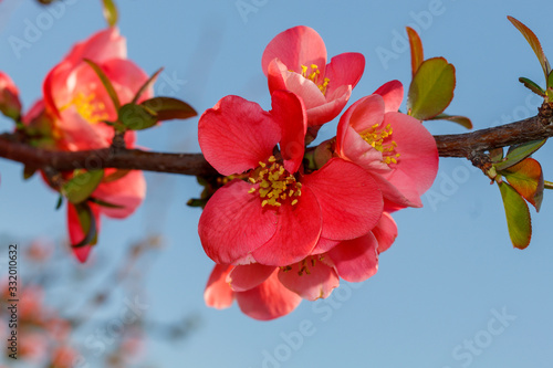 Close Up Pink Flowers Spring Blossom