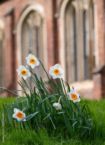 Daffodils growing in the grass outside St Peter's Church, Berkhamsted, Hertfordshire UK. In the background, out of focus, is a building belonging to Berkhamsted School. photo