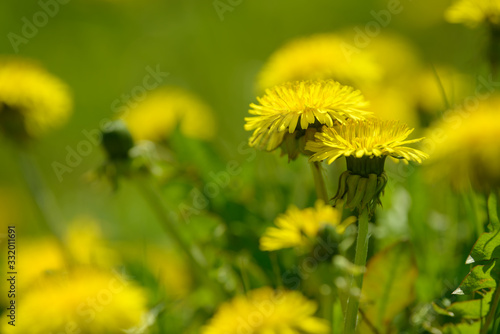 Yellow dandelion flowers (Taraxacum officinale). Dandelions field background on spring sunny day. Blooming dandelion.