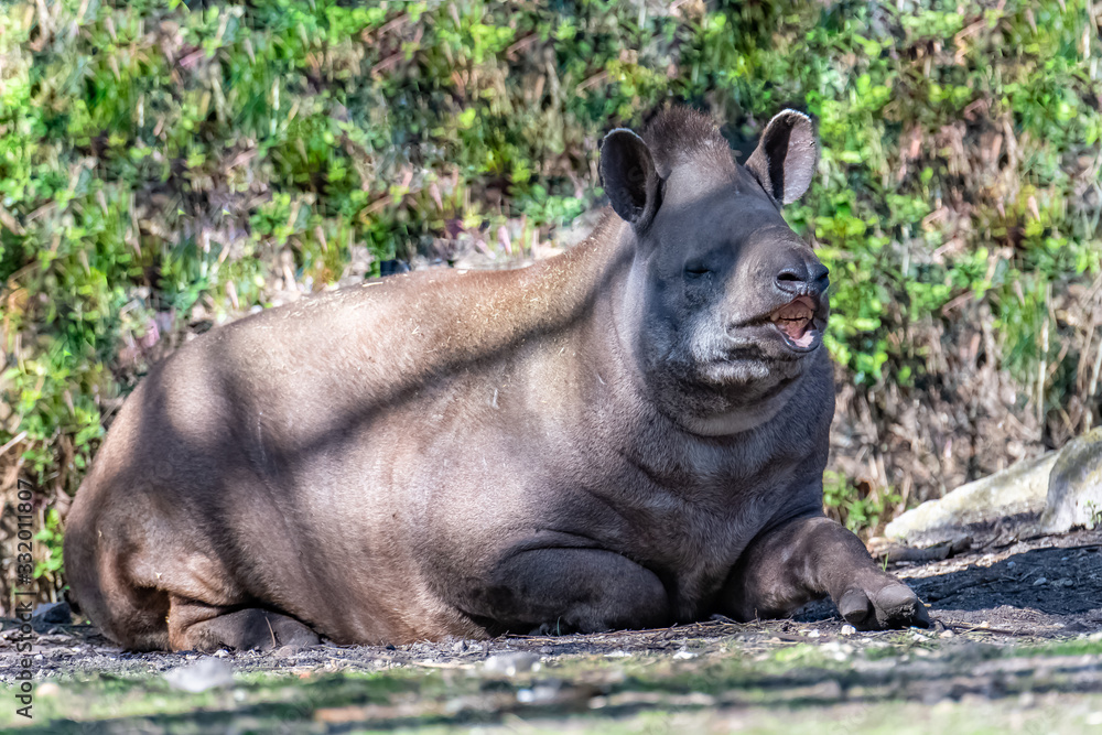 Tapir, Tapirus, funny animal smiling Tapir, Tapirus, funny animal smiling