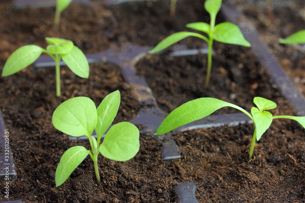 Fototapeta premium eggplant and pepper sprouts in plastic cassettes for growing in a greenhouse