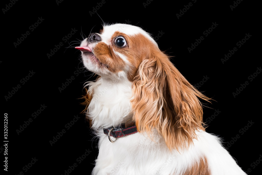 Naklejka premium A portrait of a cute cavalier king charles spaniel showing his tongue