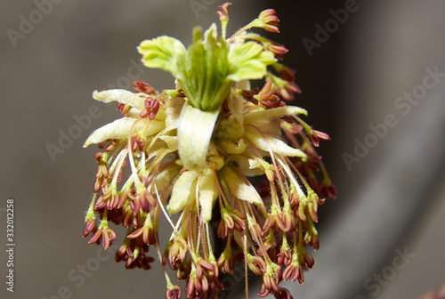 maple bud in spring macro photo