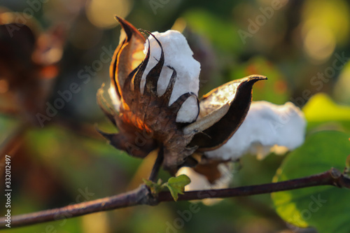 Cotton Boll Morning