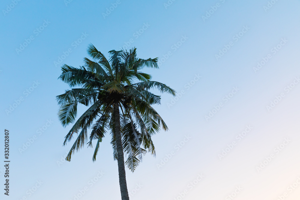 Fototapeta premium Palm tree on sky background