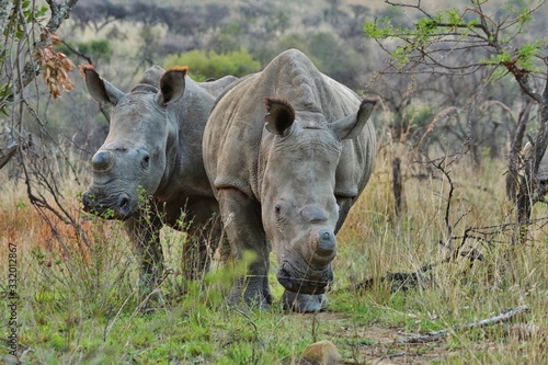 2 massive rhinoceros walking through the savanna © Smaks K