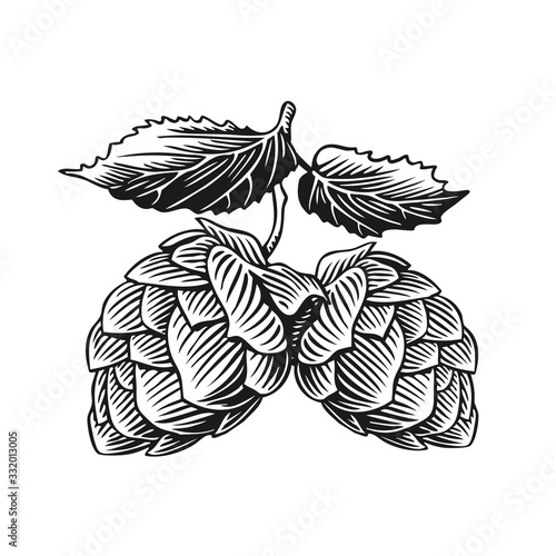 Hop cones and leaves, isolated on white. Vintage engraving style vector illustration.