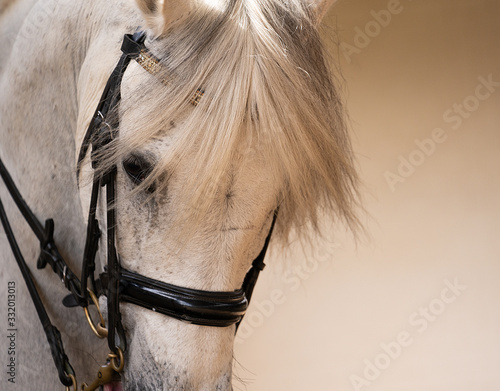 close up of a horse's face