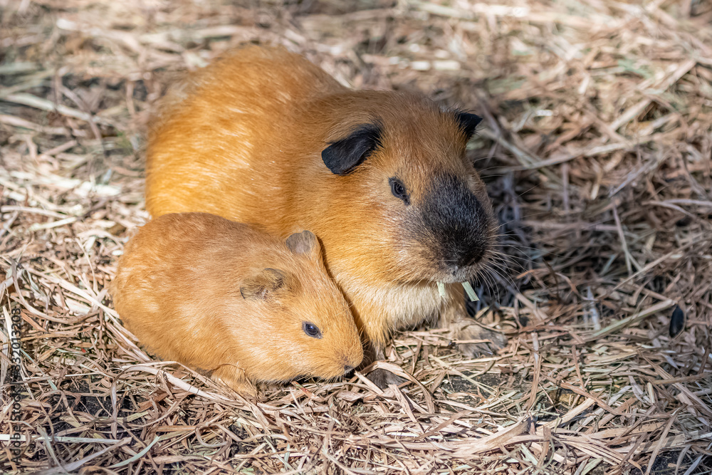 Guinea pig, cuy, cute animals, the mother and the baby