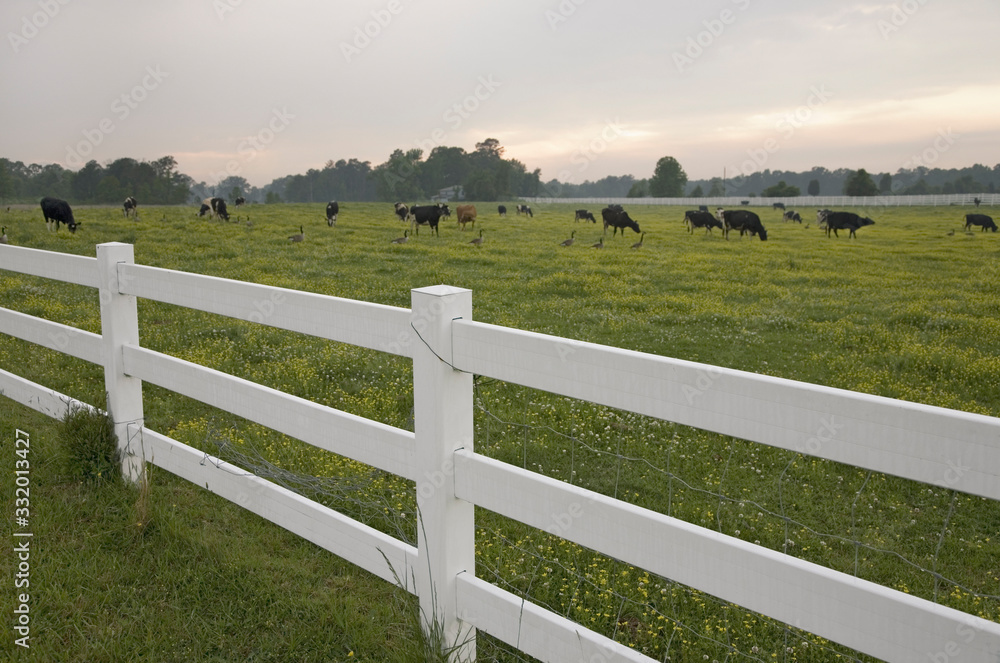 White picket fence and grazing cattle in green grass outside of Jamestown Settlement, Virginia