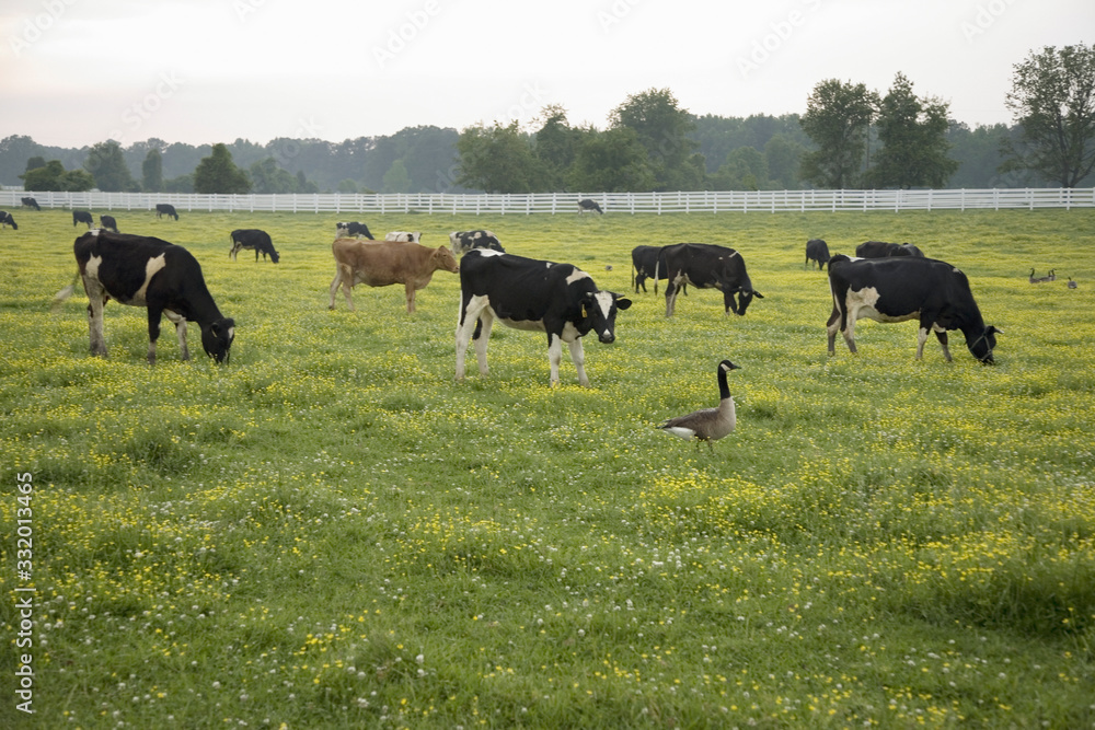 White picket fence and grazing cattle with geese walking in green grass outside of Jamestown Settlement, Virginia White picket fence and grazing cattle with geese walking in green grass outside of Jamestown Settlement, Virginia