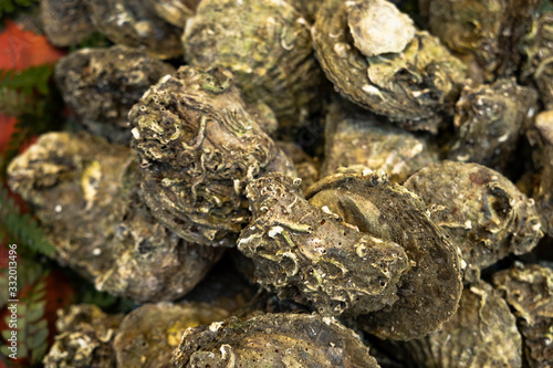 Fresh raw oyster in seafood market. Delicious and healthy shellfish to ready for cooked.