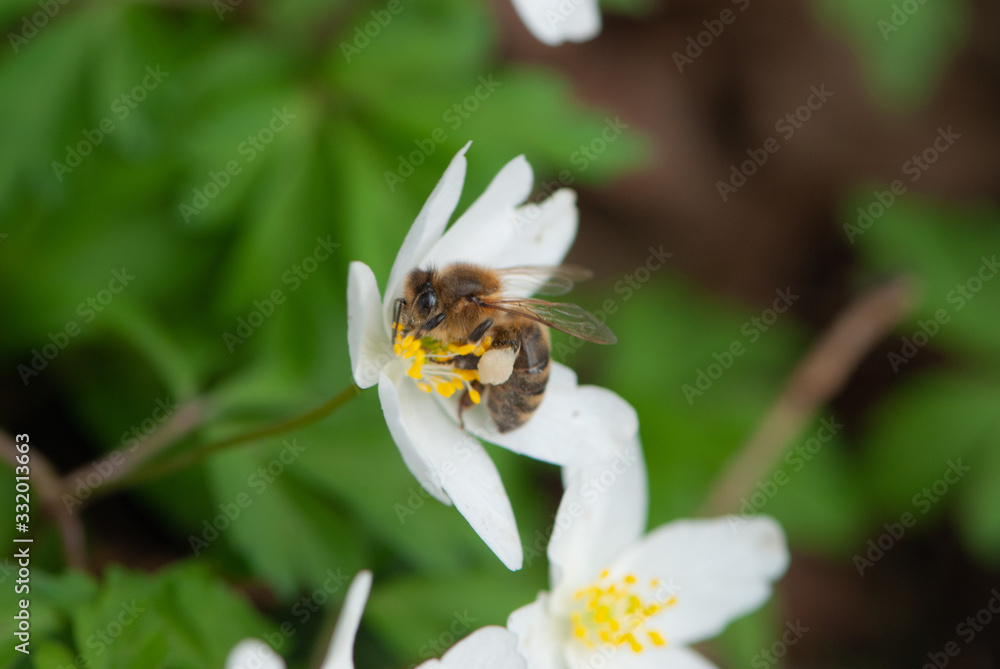 Wild bee on wood anemone (Anemone nemorosa) Wild bee on wood anemone (Anemone nemorosa)