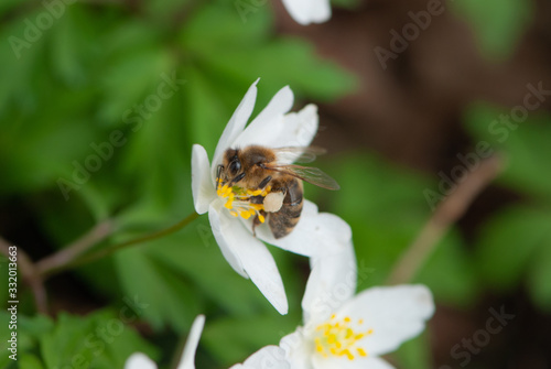 Wild bee on wood anemone (Anemone nemorosa)