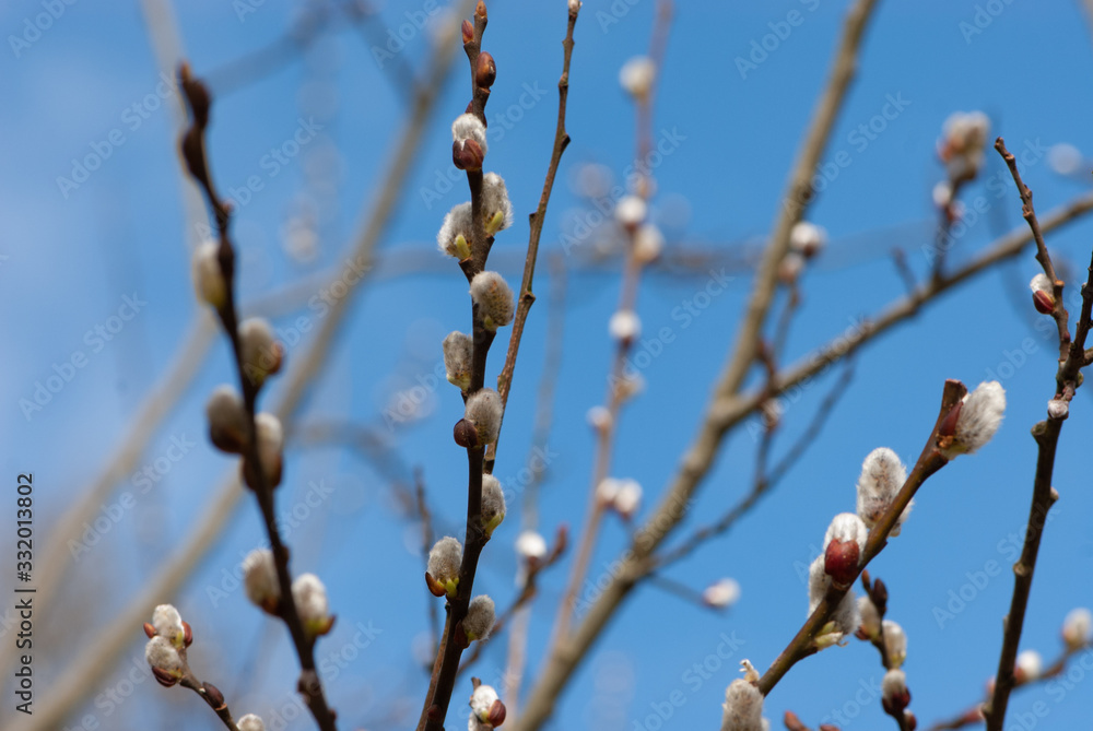 Twigs of willow against a clear blue sky Twigs of willow against a clear blue sky