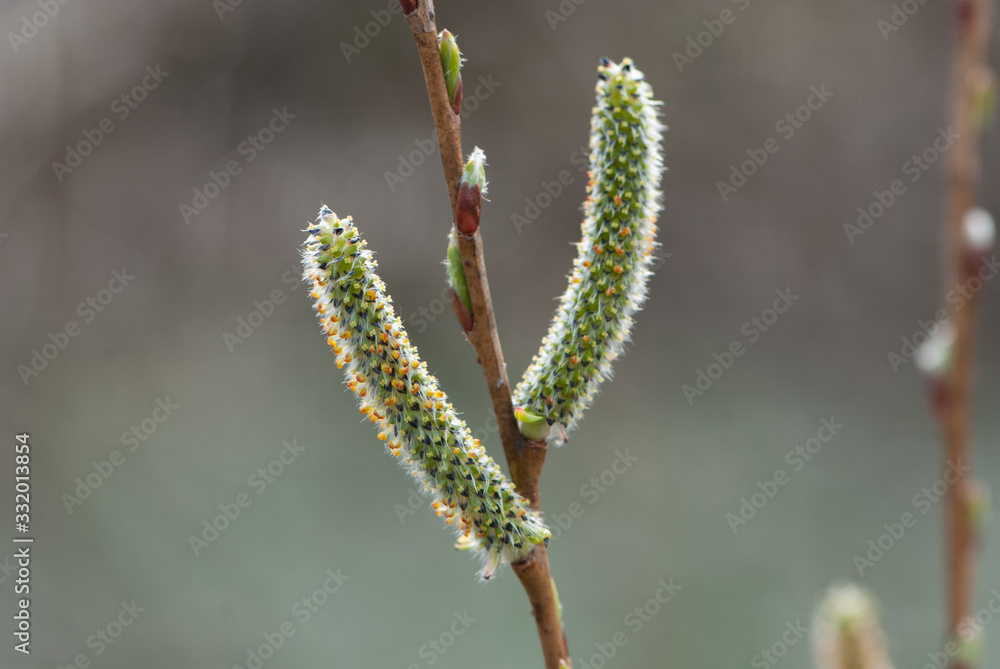 Closeup two chunky green willow flowers caterpillar-like Closeup two chunky green willow flowers caterpillar-like