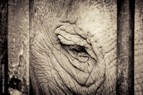 Quadro em tela sadness in a caged elephant eye
