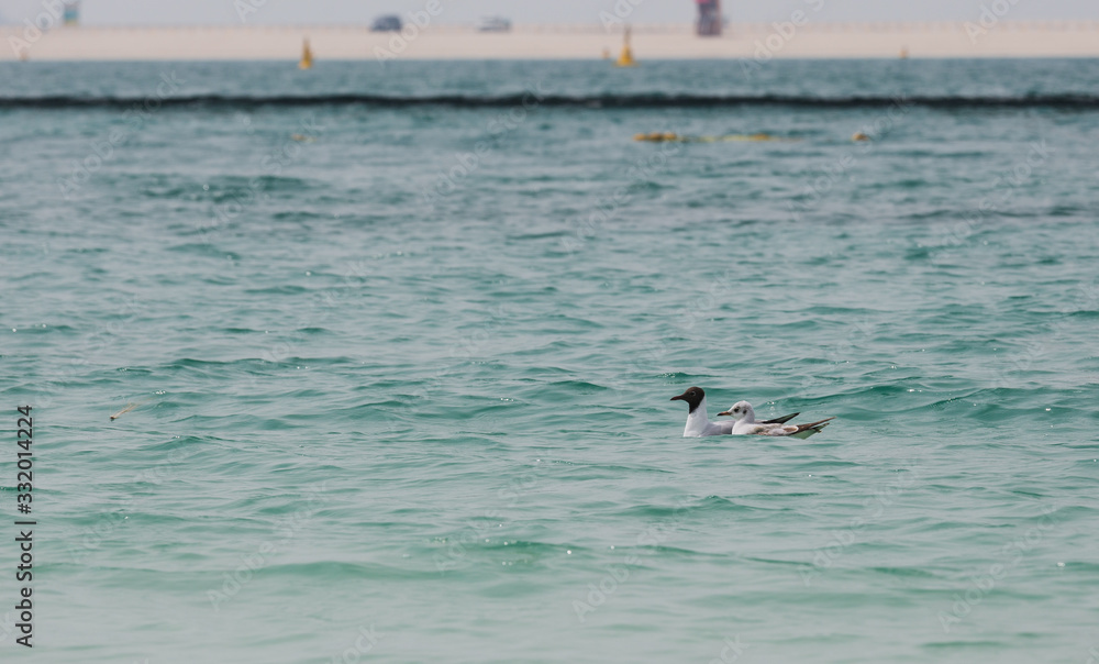 Fototapeta premium Sea beach sand seashore Seagull on the waves