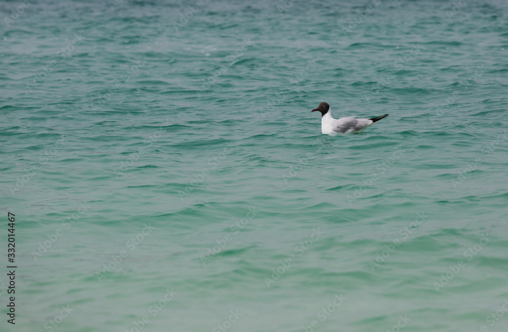Sea beach sand seashore Seagull on the waves Sea beach sand seashore Seagull on the waves