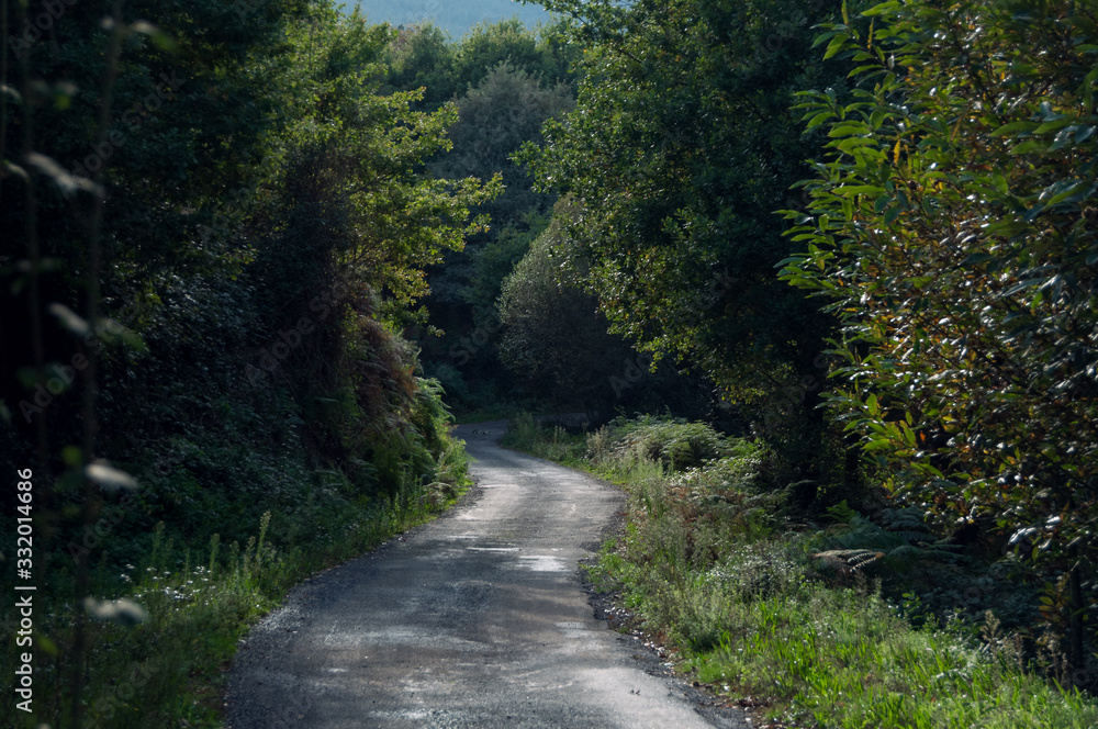 Road in vegetation between trees 