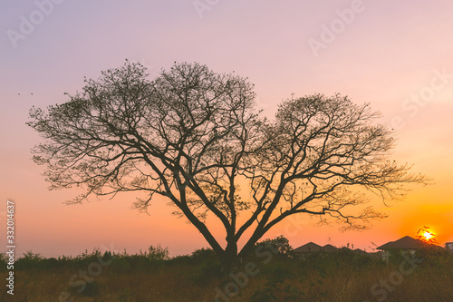 Silhouette dead tree on sunset sky background