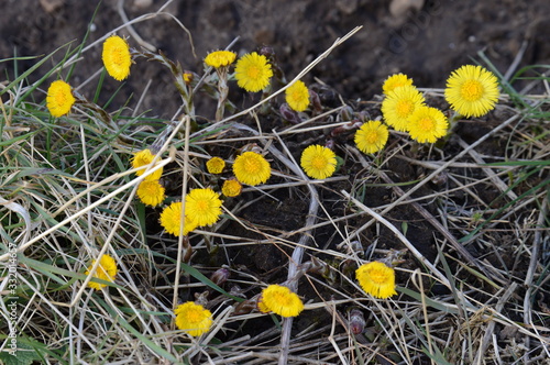 Fotomurale Coltsfoot, Tussilago farfara, 19 March 2020 at edge of a field near Crawford Priory, Cupar, Fife
