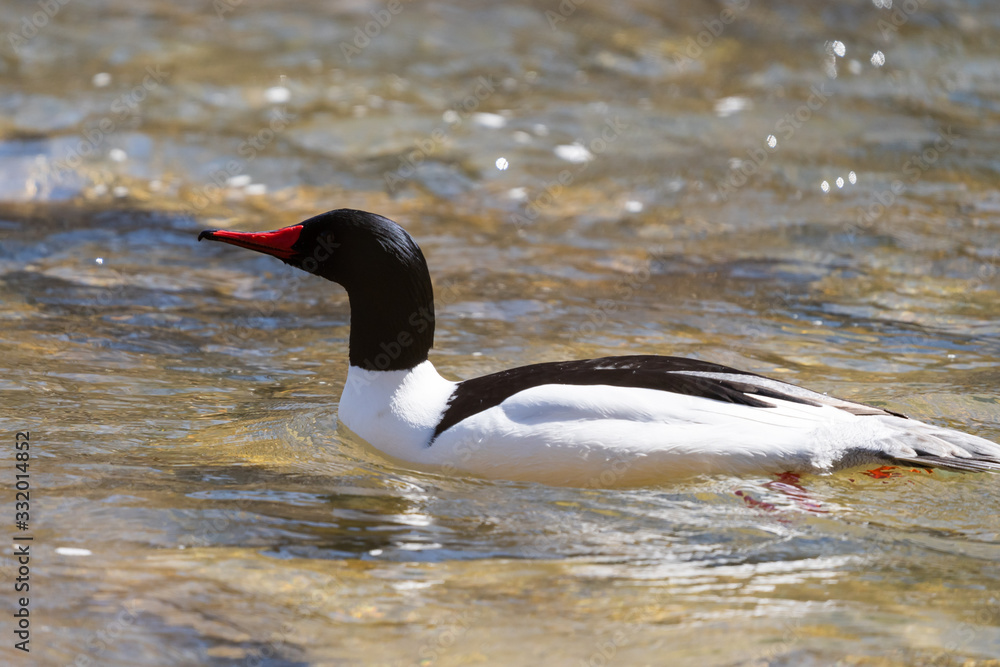 Common Merganser swimming in water Common Merganser swimming in water