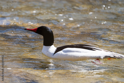 Common Merganser swimming in water