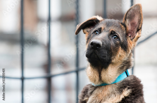German shepherd puppy on a city street