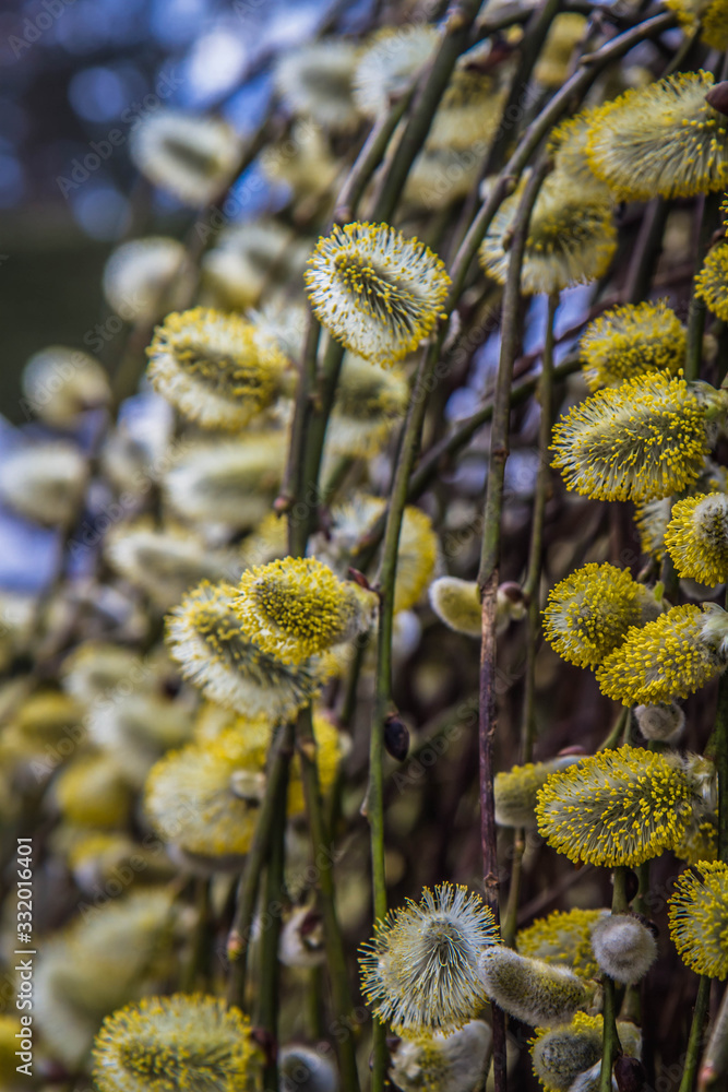 Obraz premium Flowering catkins on a willow