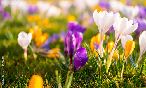 Krokus auf einer Frühlingswiese