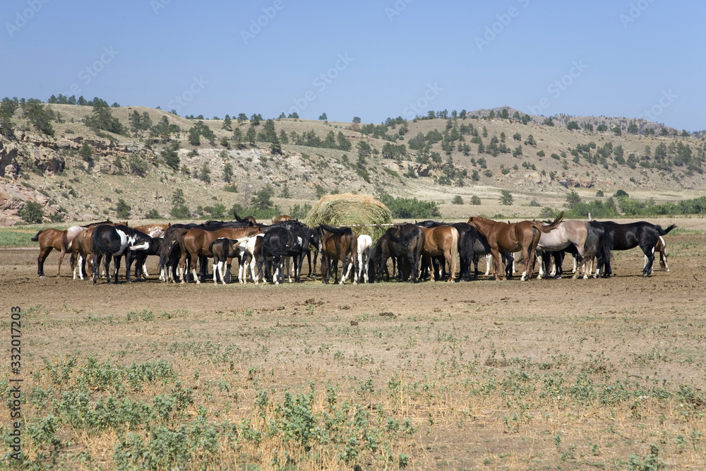 Horses eating at Black Hills Wild Horse Sanctuary, the home to America's largest wild horse herd, Hot Springs, South Dakota Horses eating at Black Hills Wild Horse Sanctuary, the home to America's largest wild horse herd, Hot Springs, South Dakota