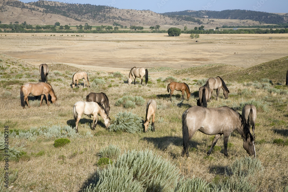 Obraz premium Wild horses at the Black Hills Wild Horse Sanctuary, the home to America's largest wild horse herd, Hot Springs, South Dakota