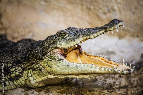 Foto A small crocodile with an open mouth