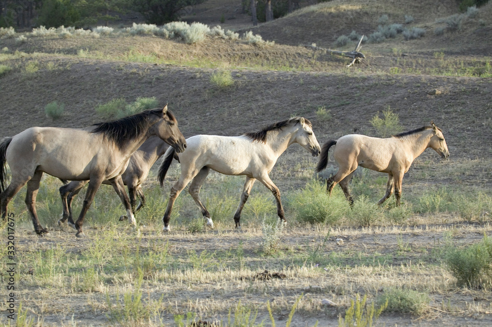 Naklejka premium Wild horses walking in line at Black Hills Wild Horse Sanctuary, the home to America's largest wild horse herd, Hot Springs, South Dakota