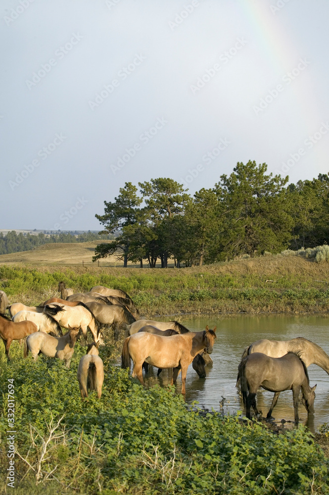 Obraz premium Large group of wild horses wading into pond at Black Hills Wild Horse Sanctuary, the home to America's largest wild horse herd, Hot Springs, South Dakota
