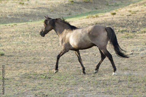 Running horse at Black Hills Wild Horse Sanctuary, the home to America's largest wild horse herd, Hot Springs, South Dakota