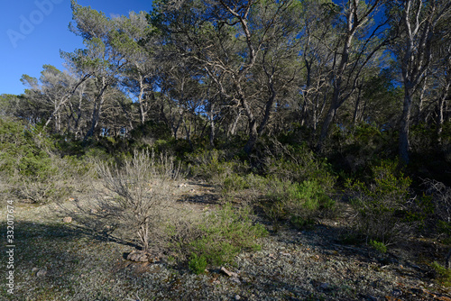 Vegetation on Formentera, Balearic Islands, Spain - Vegetation auf Formentera, Balearen, Spanien photo