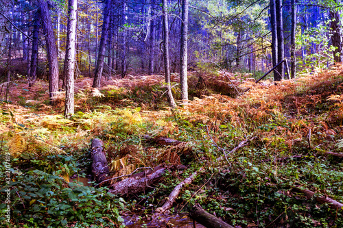 Foresta in autunno alberi e felci  photo