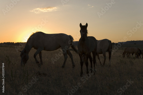 Wild horses walking on hillside at sunset at the Black Hills Wild Horse Sanctuary  the home to America s largest wild horse herd  Hot Springs  South Dakota