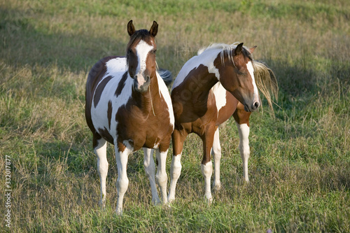 Two brown and white Pinto horses in countryside of Nebraska