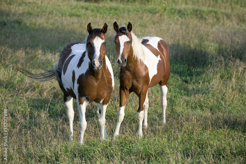 Two brown and white Pinto horses in countryside of Nebraska © spiritofamerica
