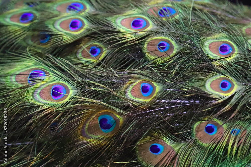 Obraz premium Closeup of a stuffed taxidermy peacock