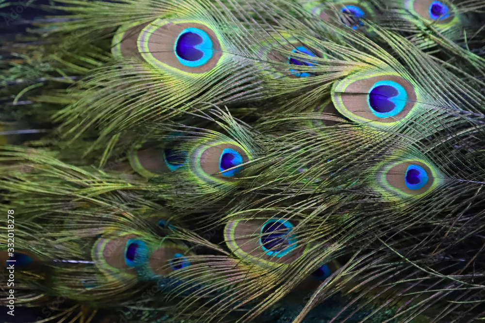 Fototapeta premium Closeup of a stuffed taxidermy peacock