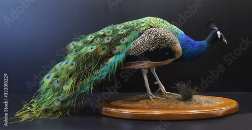 Closeup of a stuffed taxidermy peacock photo