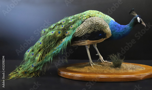 Closeup of a stuffed taxidermy peacock