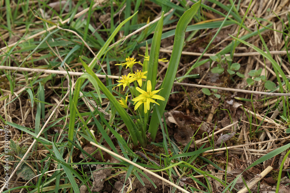 Yellow star of Bethlehem early spring flower Yellow star of Bethlehem early spring flower