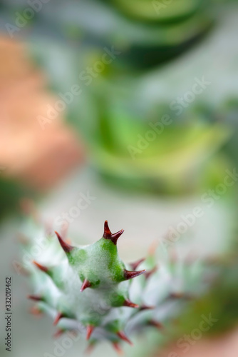 Macro view of cactus thorns