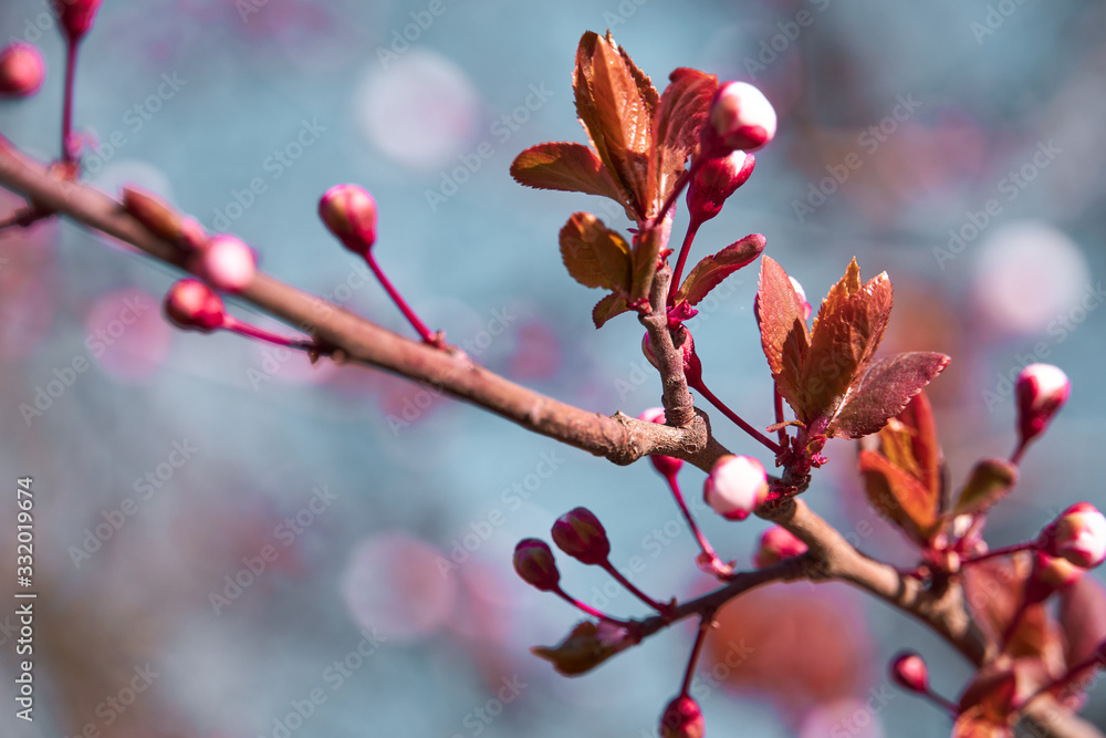 bright pink and white flowers on trees, blooming, spring landscape, beautiful background bright pink and white flowers on trees, blooming, spring landscape, beautiful background